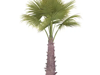 Windmill Palm 3D model