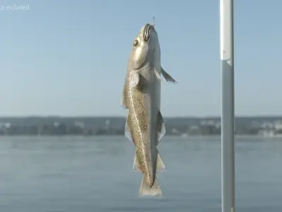  Cod Caught on Fishing Rod 