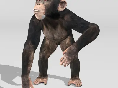  Chimpanzee 