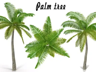 Coconut palm 3D model