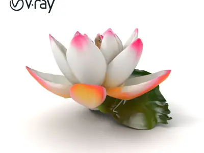 Tiger Water Lily Nymphaea Lotus Detailed Texture Model Pack Low-poly 3D model