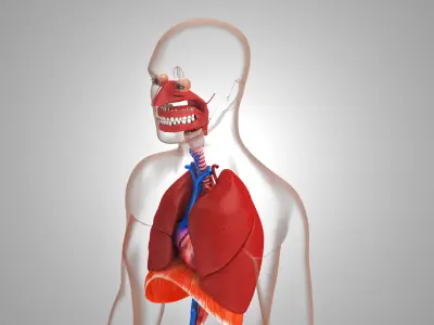 Respiratory System with Heart  Low-poly 3D model