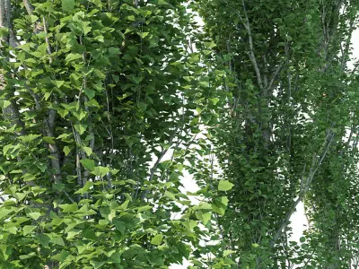 Poplar Pyramidal 15m Summer 3D model