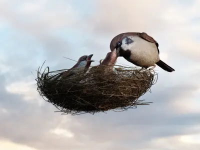 Birds Model - Scene 3D model - Bird  3D model