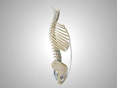 Rib cage with Ligaments 3D model