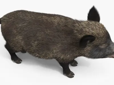  Wild Boar Female Fur 
