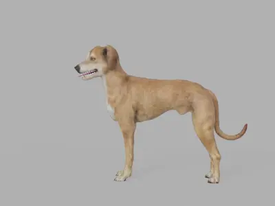 QATARI STREET DOG LOWPOLY Low-poly 3D model