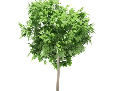 Common Fig Tree 3D model
