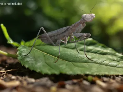  Insects Collection 3 