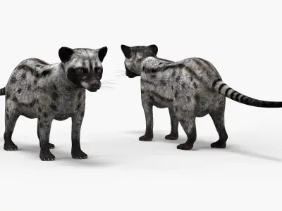  Asian Palm Civet for Kopi Luwak Gray Coat Rigged 
