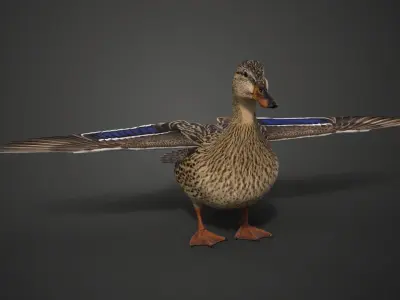 Mallard Female Animated VFX Grace 3D model