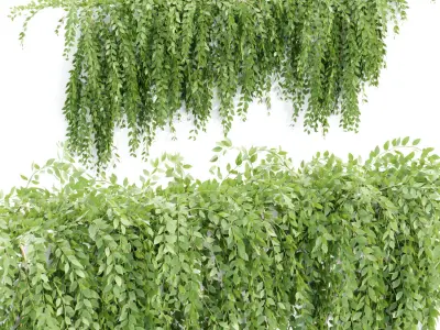Hanging wall creeper plants collection vol 7 3D Model Pack