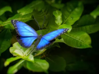  Blue Morpho Butterfly Rigged Xgen 