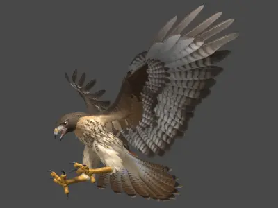  Red-tailed Hawk (Animated) 