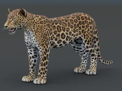  Leopard 3D Model 
