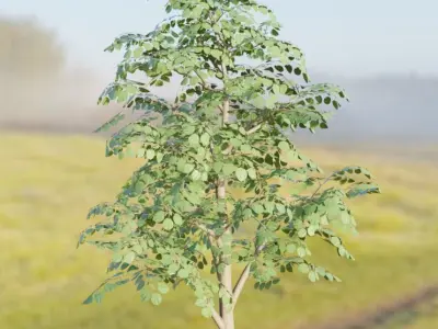 Empress-Tree Package Low-poly 3D model