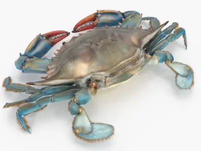  Blue Crab 
