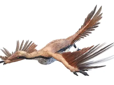  Archaeopteryx Animated 
