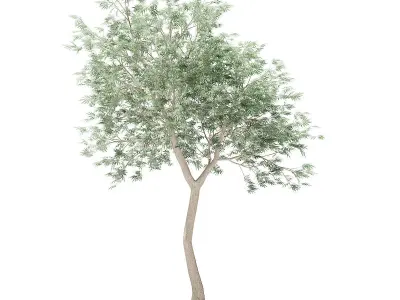 Olive Tree 3D model