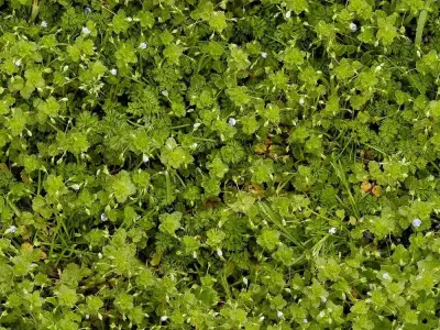 Green Foliage Ground Texture