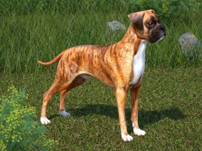  Large Dogs Rigged for Maya Collection 3 