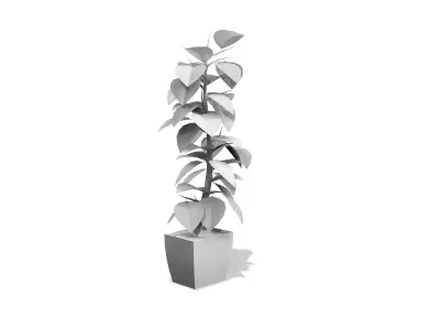 Ficus Elastica Plant Low-poly 3D model