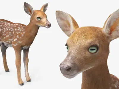  White-Tailed Fawn Deer Walking Fur Animated Rigged for Maya 