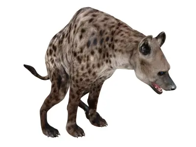  HYENA 