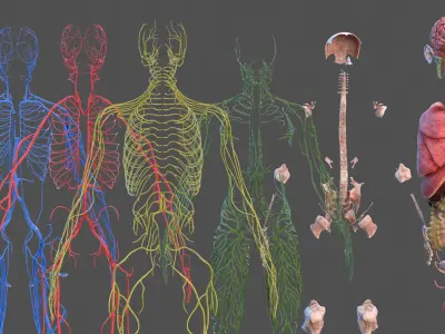  Male Full Body Anatomy 