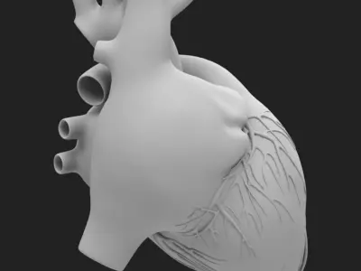  Human Heart 