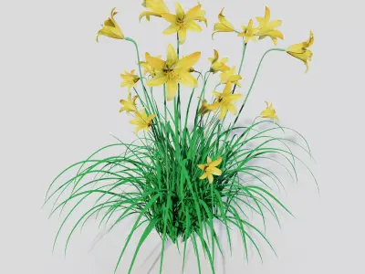 Hemerocallis lilioasphodelus 3D model