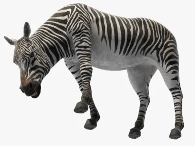  Zebra of Serengeti Eating 