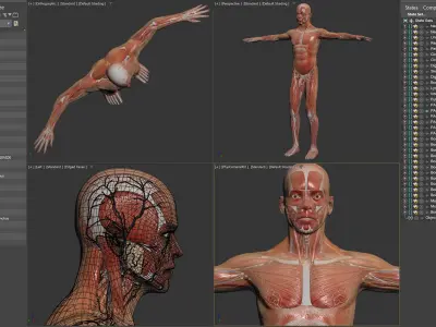  Human Male Complete Anatomy 