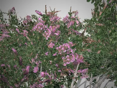 Crape Myrtle Tree Low-poly 3D model