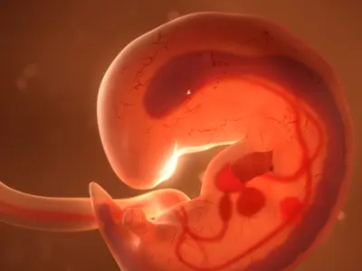  Human embryo fetus with internal organs - Animation of development 