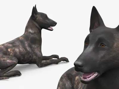  Shepherd Dog Lying Dark Brindle 