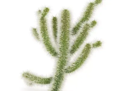 Cholla Cactus 3D model