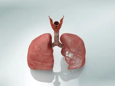  Lungs with bronchial tree 