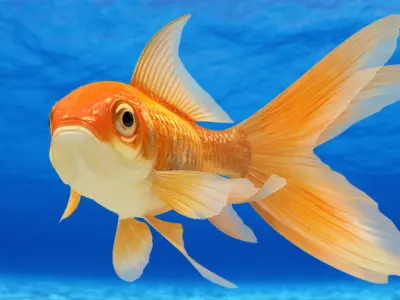  Goldfish 2 (Animated) 