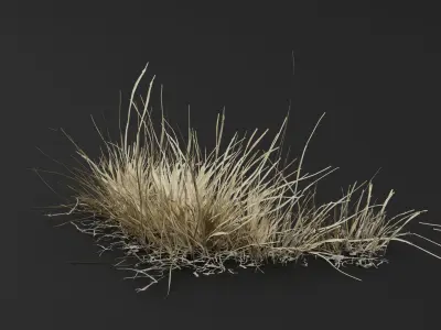 Grass Plant 3D model