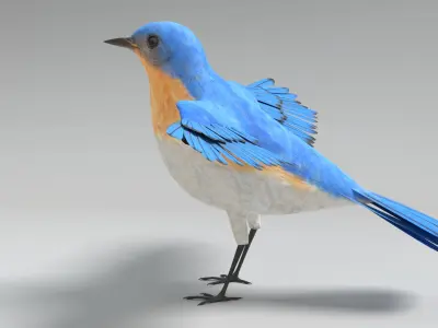  Bluebird Animated 