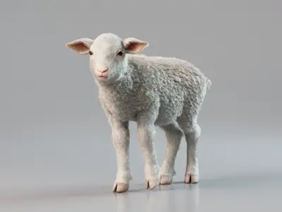  Lamb Rigged Animated with Fur 