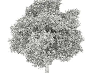 Avocado Tree 3D model