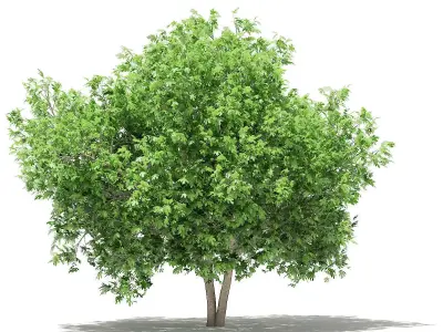 Common Fig Tree 3D model