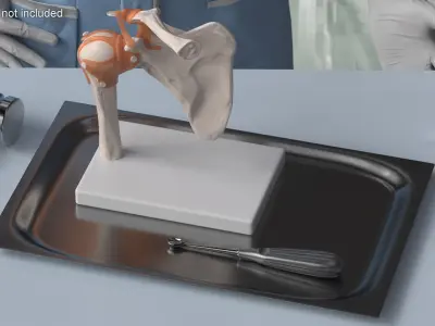  Anatomical Model of Shoulder Joint with Volkmann Bone Curette 
