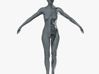 Male and Female Ultimate Anatomy Project 3D model
