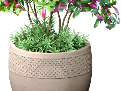 Ornamental plant tree shrub in a pot RH Indoor plant 3D model