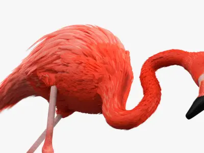 Flamingo Pink Bird in Feeding Pose 