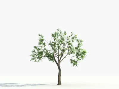  big tree grow Animation 