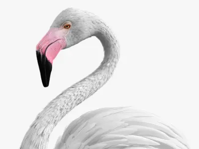  Albino Flamingo Bird White 